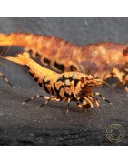Orange Base Boa Caridina Shrimp BEST IN THE UK | SHRIMP COVE