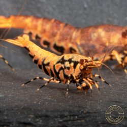 Orange Base Boa Caridina Shrimp Elegant & intricate Aquarium Beauty, Shrimp Cove you first place to go for premium shrimp