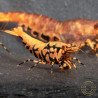 Orange Base Boa Caridina Shrimp Elegant & intricate Aquarium Beauty, Shrimp Cove you first place to go for premium shrimp