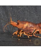 Orange Base Boa Caridina Shrimp BEST IN THE UK | SHRIMP COVE