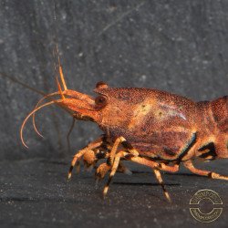 Orange Base Boa Caridina Shrimp Elegant & intricate Aquarium Beauty, Shrimp Cove you first place to go for premium shrimp