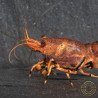 Orange Base Boa Caridina Shrimp Elegant & intricate Aquarium Beauty, Shrimp Cove you first place to go for premium shrimp