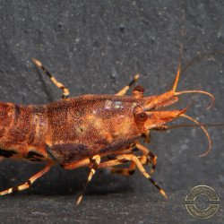 Orange Base Boa Caridina Shrimp Elegant & intricate Aquarium Beauty, Shrimp Cove you first place to go for premium shrimp