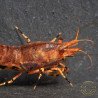 Orange Base Boa Caridina Shrimp Elegant & intricate Aquarium Beauty, Shrimp Cove you first place to go for premium shrimp