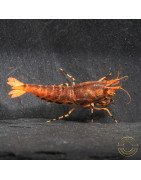 Orange Base Boa Caridina Shrimp BEST IN THE UK | SHRIMP COVE