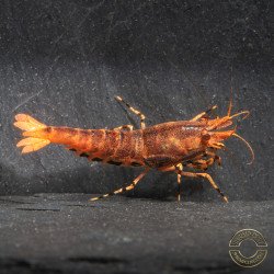 Orange Base Boa Caridina Shrimp Elegant & intricate Aquarium Beauty, Shrimp Cove you first place to go for premium shrimp