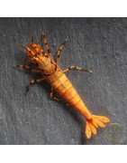 Orange Base Boa Caridina Shrimp BEST IN THE UK | SHRIMP COVE