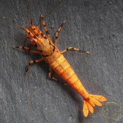 Orange Base Boa Caridina Shrimp Elegant & intricate Aquarium Beauty, Shrimp Cove you first place to go for premium shrimp