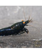 Orange Eye Black Devil Caridina shrimp at Shrimp Cove UK