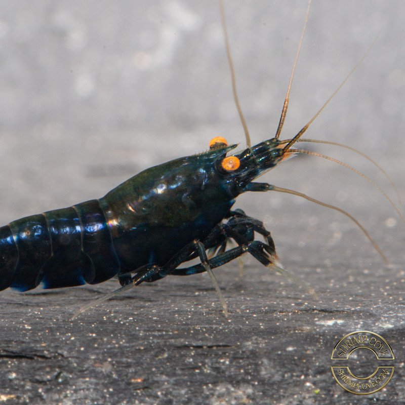 Orange Eye Black Devil Caridina shrimp at Shrimp Cove UK