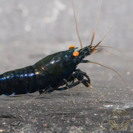 Orange Eye Black Devil Caridina shrimp at Shrimp Cove UK