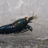 Orange Eye Black Devil Caridina shrimp at Shrimp Cove UK
