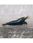 Orange Eye Black Devil Caridina shrimp at Shrimp Cove UK