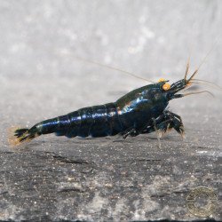 Orange Eye Black Devil Caridina shrimp at Shrimp Cove UK