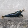 Orange Eye Black Devil Caridina shrimp at Shrimp Cove UK