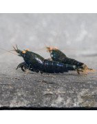 Orange Eye Black Devil Caridina shrimp at Shrimp Cove UK