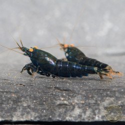 Orange Eye Black Devil Caridina shrimp at Shrimp Cove UK
