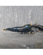 Orange Eye Black Devil Caridina shrimp at Shrimp Cove UK