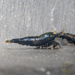 Orange Eye Black Devil Caridina shrimp at Shrimp Cove UK