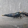 Orange Eye Black Devil Caridina shrimp at Shrimp Cove UK