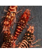 RARE Red Metallic Galaxy Tiger Wasp Genetics Premium 5 LINE  Shrimp Cove TB Shrimp Genetics