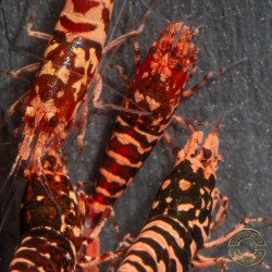 RARE Red Metallic TB Wasp Genetics Premium 5 LINE  Shrimp Cove TB Shrimp Genetics