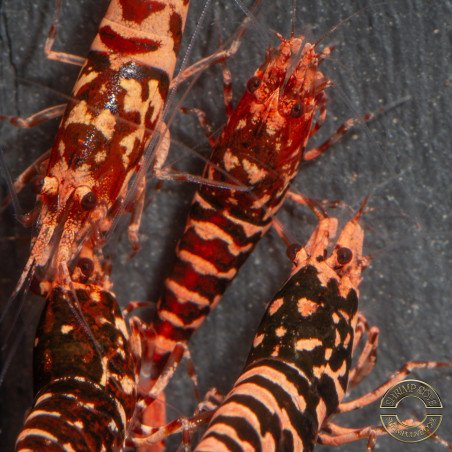 RARE Red Metallic Galaxy Tiger Wasp Genetics Premium 5 LINE  Shrimp Cove TB Shrimp Genetics