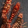 RARE Red Metallic Galaxy Tiger Wasp Genetics Premium 5 LINE  Shrimp Cove TB Shrimp Genetics