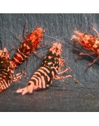 RARE Red Metallic Galaxy Tiger Wasp Genetics Premium 5 LINE  Shrimp Cove TB Shrimp Genetics