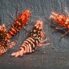RARE Red Metallic Galaxy Tiger Wasp Genetics Premium 5 LINE  Shrimp Cove TB Shrimp Genetics