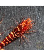 RARE Red Metallic Galaxy Tiger Wasp Genetics Premium 5 LINE  Shrimp Cove TB Shrimp Genetics