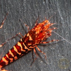 RARE Red Metallic Galaxy Tiger Wasp Genetics Premium 5 LINE  Shrimp Cove TB Shrimp Genetics