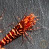RARE Red Metallic Galaxy Tiger Wasp Genetics Premium 5 LINE  Shrimp Cove TB Shrimp Genetics