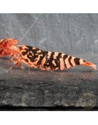 RARE Red Metallic Galaxy Tiger Wasp Genetics Premium 5 LINE  Shrimp Cove TB Shrimp Genetics