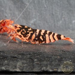 RARE Red Metallic Galaxy Tiger Wasp Genetics Premium 5 LINE  Shrimp Cove TB Shrimp Genetics