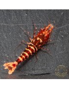 RARE Red Metallic Galaxy Tiger Wasp Genetics Premium 5 LINE  Shrimp Cove TB Shrimp Genetics