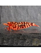 RARE Red Metallic Galaxy Tiger Wasp Genetics Premium 5 LINE  Shrimp Cove TB Shrimp Genetics