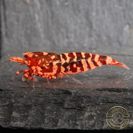 RARE Red Metallic Galaxy Tiger Wasp Genetics Premium 5 LINE  Shrimp Cove TB Shrimp Genetics