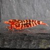 RARE Red Metallic Galaxy Tiger Wasp Genetics Premium 5 LINE  Shrimp Cove TB Shrimp Genetics