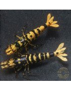 Hornet TB Shrimp Caridina Shrimp. Aquarium Beauty ONLY @Shrimp Cove UK