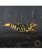 Hornet TB Shrimp Caridina Shrimp. Aquarium Beauty ONLY @Shrimp Cove UK