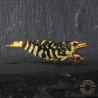 Hornet TB Shrimp Caridina Shrimp. Aquarium Beauty, Shrimp Cove you first place to go for freshwater shrimp