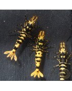Hornet TB Shrimp Caridina Shrimp. Aquarium Beauty ONLY @Shrimp Cove UK