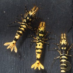 Hornet TB Shrimp Caridina Shrimp. Aquarium Beauty, Shrimp Cove you first place to go for freshwater shrimp