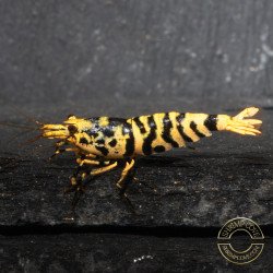 Hornet TB Shrimp Caridina Shrimp. Aquarium Beauty, Shrimp Cove you first place to go for freshwater shrimp