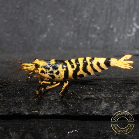 Hornet TB Shrimp Caridina Shrimp. Aquarium Beauty ONLY @Shrimp Cove UK