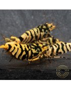 Hornet TB Shrimp Caridina Shrimp. Aquarium Beauty ONLY @Shrimp Cove UK