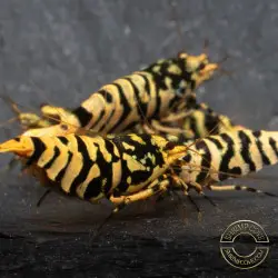Hornet TB Shrimp Caridina Shrimp. Aquarium Beauty, Shrimp Cove you first place to go for freshwater shrimp