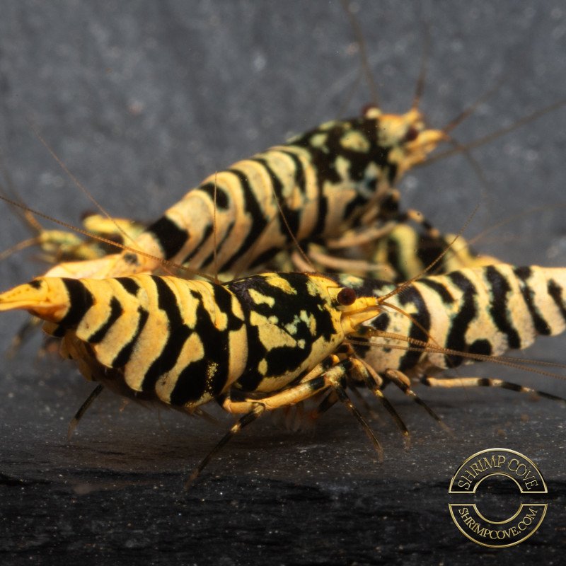 Hornet TB Shrimp Caridina Shrimp. Aquarium Beauty, Shrimp Cove you first place to go for freshwater shrimp