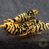 Hornet TB Shrimp Caridina Shrimp. Aquarium Beauty, Shrimp Cove you first place to go for freshwater shrimp